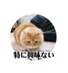 保護猫サイベリアンの琥珀①（個別スタンプ：2）
