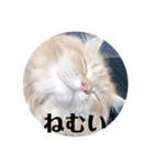 保護猫サイベリアンの琥珀①（個別スタンプ：3）