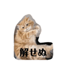 保護猫サイベリアンの琥珀①（個別スタンプ：4）