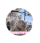 保護猫サイベリアンの琥珀①（個別スタンプ：5）