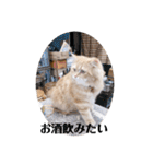 保護猫サイベリアンの琥珀①（個別スタンプ：6）