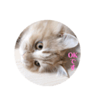 保護猫サイベリアンの琥珀①（個別スタンプ：7）