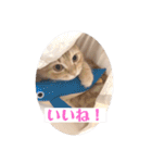 保護猫サイベリアンの琥珀①（個別スタンプ：8）