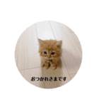 保護猫サイベリアンの琥珀①（個別スタンプ：9）