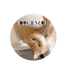 保護猫サイベリアンの琥珀①（個別スタンプ：11）