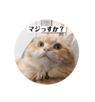 保護猫サイベリアンの琥珀①（個別スタンプ：12）