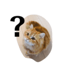 保護猫サイベリアンの琥珀①（個別スタンプ：13）