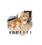 保護猫サイベリアンの琥珀①（個別スタンプ：14）