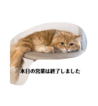 保護猫サイベリアンの琥珀①（個別スタンプ：15）
