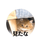 保護猫サイベリアンの琥珀①（個別スタンプ：16）