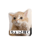 保護猫サイベリアンの琥珀①（個別スタンプ：17）