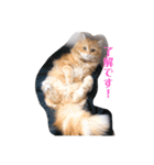 保護猫サイベリアンの琥珀①（個別スタンプ：19）
