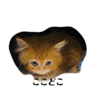 保護猫サイベリアンの琥珀①（個別スタンプ：20）
