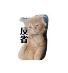 保護猫サイベリアンの琥珀①（個別スタンプ：21）
