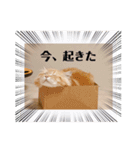 保護猫サイベリアンの琥珀①（個別スタンプ：22）