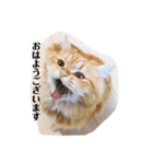 保護猫サイベリアンの琥珀①（個別スタンプ：23）