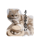 保護猫サイベリアンの琥珀①（個別スタンプ：25）