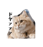 保護猫サイベリアンの琥珀①（個別スタンプ：26）