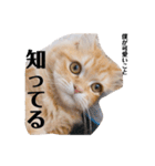 保護猫サイベリアンの琥珀①（個別スタンプ：27）
