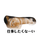 保護猫サイベリアンの琥珀①（個別スタンプ：28）