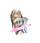 保護猫サイベリアンの琥珀①（個別スタンプ：29）
