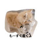 保護猫サイベリアンの琥珀①（個別スタンプ：30）