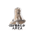 保護猫サイベリアンの琥珀①（個別スタンプ：31）
