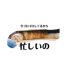 保護猫サイベリアンの琥珀①（個別スタンプ：32）