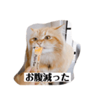 保護猫サイベリアンの琥珀①（個別スタンプ：33）
