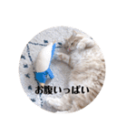 保護猫サイベリアンの琥珀①（個別スタンプ：34）