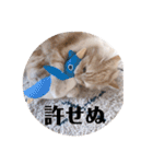 保護猫サイベリアンの琥珀①（個別スタンプ：35）