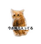 保護猫サイベリアンの琥珀①（個別スタンプ：36）