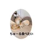保護猫サイベリアンの琥珀①（個別スタンプ：37）