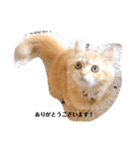 保護猫サイベリアンの琥珀①（個別スタンプ：38）
