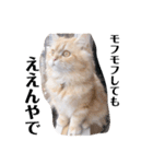 保護猫サイベリアンの琥珀①（個別スタンプ：39）