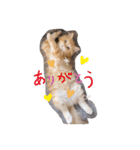 保護猫サイベリアンの琥珀①（個別スタンプ：40）