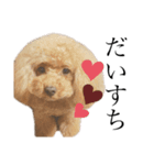 我が愛犬のかわいいすたんぷ（個別スタンプ：1）