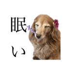 我が愛犬のかわいいすたんぷ（個別スタンプ：2）