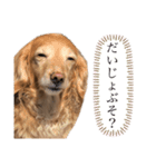 我が愛犬のかわいいすたんぷ（個別スタンプ：3）