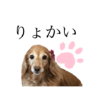 我が愛犬のかわいいすたんぷ（個別スタンプ：4）