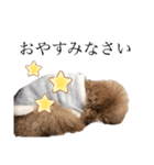 我が愛犬のかわいいすたんぷ（個別スタンプ：6）