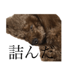 我が愛犬のかわいいすたんぷ（個別スタンプ：7）