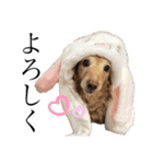 我が愛犬のかわいいすたんぷ（個別スタンプ：8）