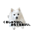 日本スピッツのモンロー（個別スタンプ：38）