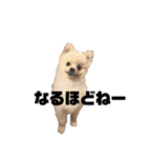 ポメラニアンAndyのLIFESTAMPS5（個別スタンプ：3）