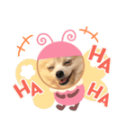 ポメラニアンAndyのLIFESTAMPS5（個別スタンプ：4）