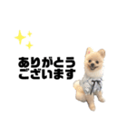 ポメラニアンAndyのLIFESTAMPS5（個別スタンプ：5）
