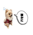 ポメラニアンAndyのLIFESTAMPS5（個別スタンプ：6）