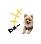 ポメラニアンAndyのLIFESTAMPS5（個別スタンプ：7）