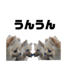 ポメラニアンAndyのLIFESTAMPS5（個別スタンプ：9）